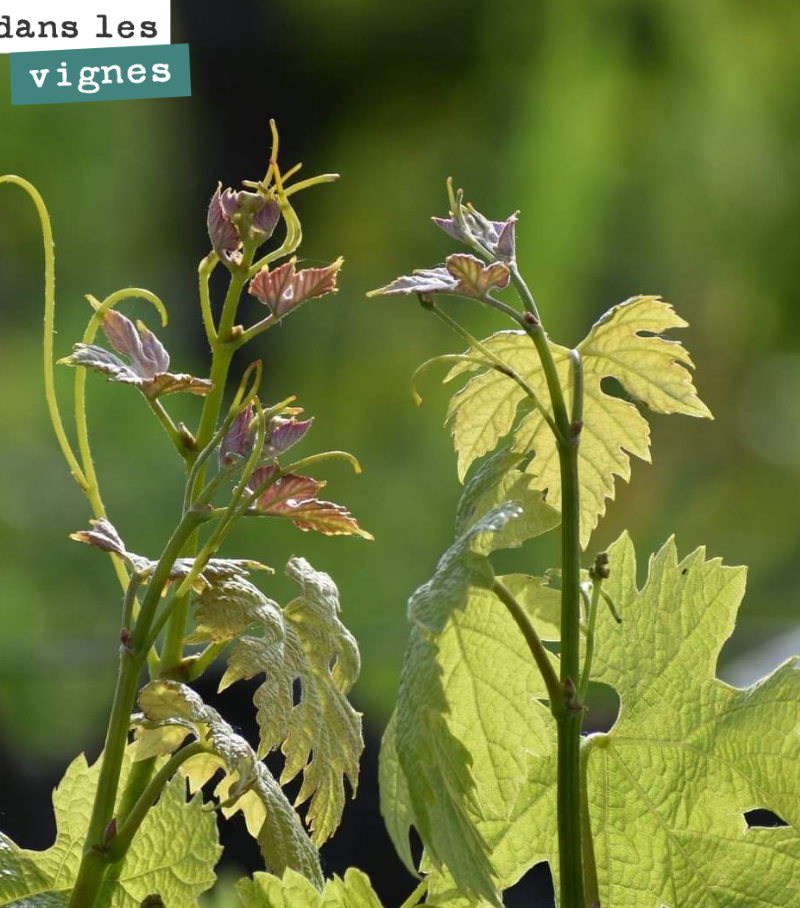 Qu’est ce que la vigne est belle en ce moment, magique, lumineuse, inspirante !
De grandes bouteilles, cette année en perspective !