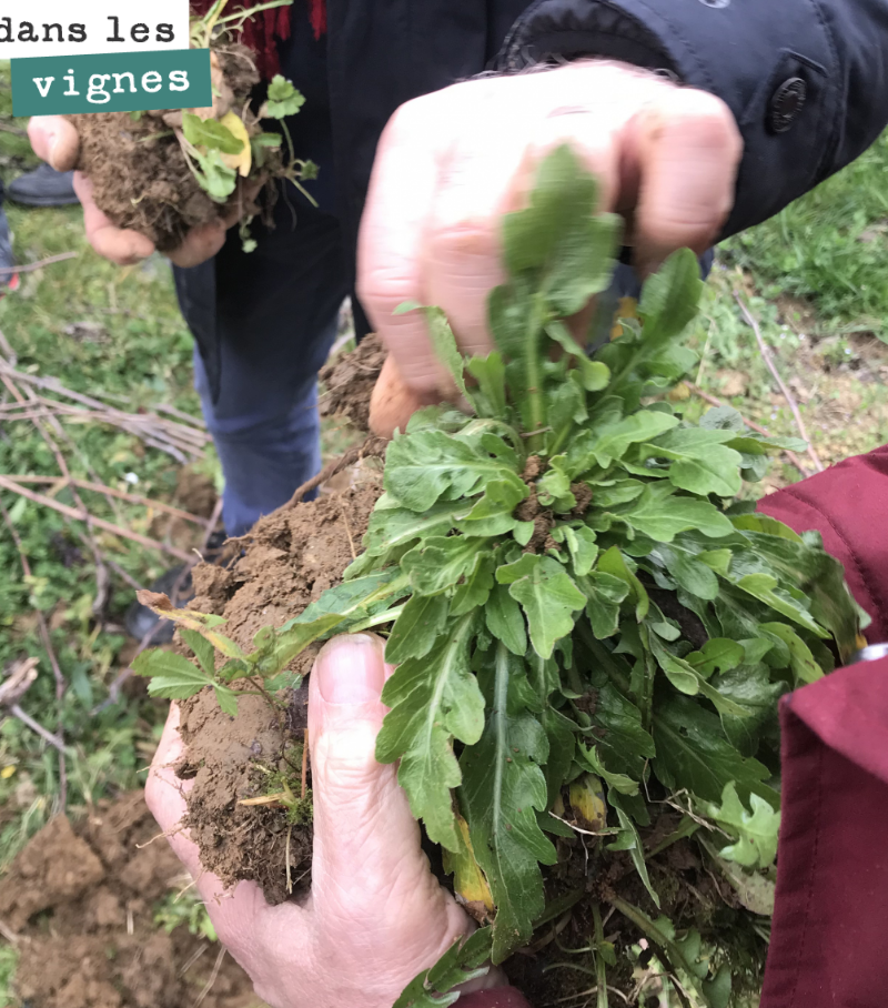 Il n’est jamais inutile de bêcher une motte de terre pour vérifier l’état de ses sols. On cherche des sols bien aérés, décompactés, où les racines des adventices vont bien s’enfoncer en profondeur....
