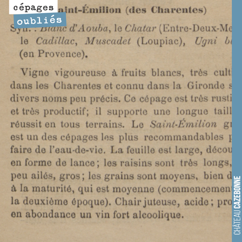 On est très heureux d'avoir replanté ce cépage blanc en Gironde. Il était très présent autrefois à Sainte-Croix-du-Mont. On le décrit alors comme 'Quand le raisin est mûr, sa peau devient rouge, pu...