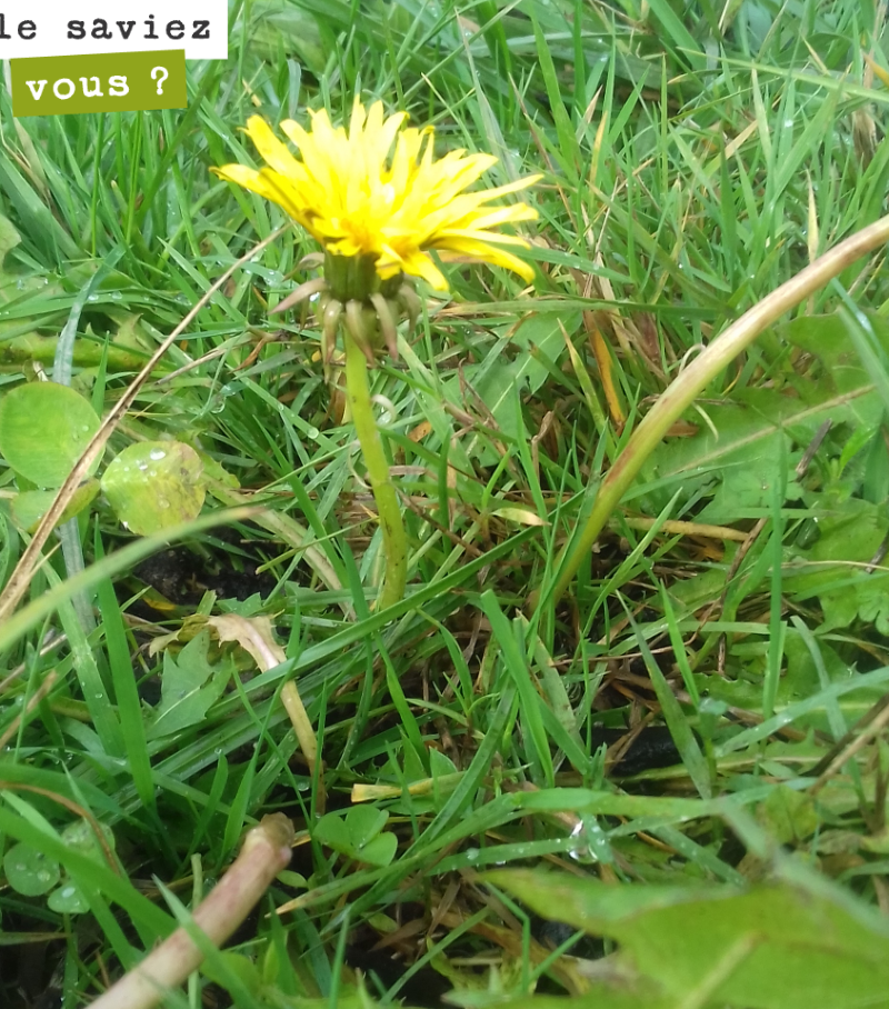 Le pissenlit est encore en fleur dans nos rangs de vigne du domaine. L’automne continue à être particulièrement clément.
Le pissenlit est souvent le signe de sol riche en matière organique. Il peu...