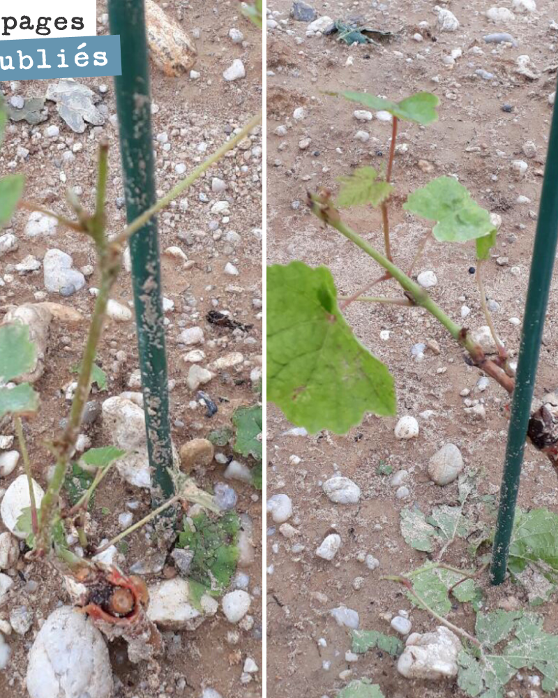 Les jeunes plantes ont souffert de la grêle. Ces pieds n’ont pas de réserves, il va falloir qu’ils survivent aux stress qu’ils ont reçus : plantation en pleine chaleur, grêle derrière, attaques de ...