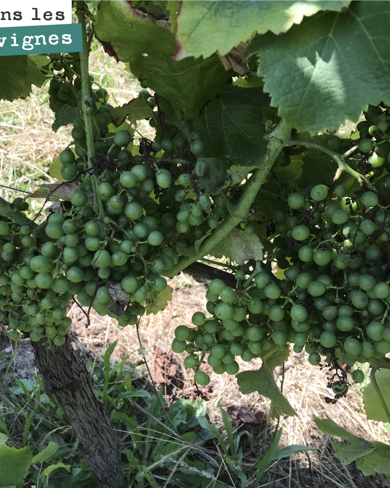 Les grappes de sémillon sont belles, juste un peu de perte due à la coulure.
Ce cépage a été épargné par le mildiou à la différence du merlot où on observe jusqu’à 50% de perte sur certaines parce...