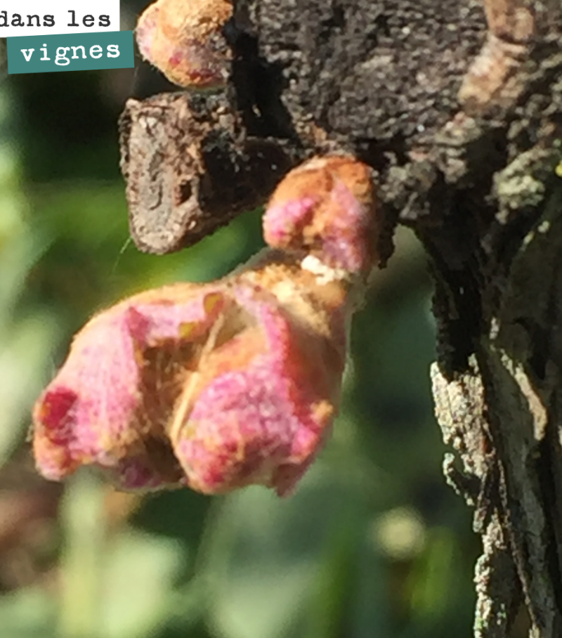 Silence, ça pousse.
Cette année, à cause de la grêle de l’année dernière, on a beaucoup taillé à cot. C’est à dire que l’on a laissé les bourgeons, sur le bout de sarment, très proches du cep.
Cel...