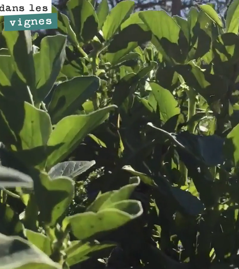 Nos couverts végétaux profitent à fond du soleil. Végétation luxuriante : fèveroles, veroniques... et les céréales ne vont pas tarder à prendre le relai pour produire de la paille, fixer du carbone...