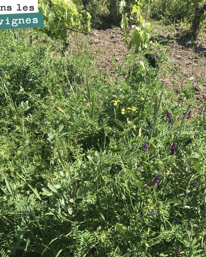 Avec les féveroles, nous avons semé aussi des vesces. Le problème avec les vesces, c'est qu'elles rampent, qu'elles s'accrochent à la vigne. Pas d'autre issue que de les détruire. En tout cas, elle...