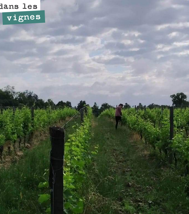Marion au travail dans nos vignes surgreffées. Elle fait la chasse à tous les gourmands et repousses. Il faut canaliser la sève sur la greffe pour lui donner le maximum de chance de réussite. Et ce...