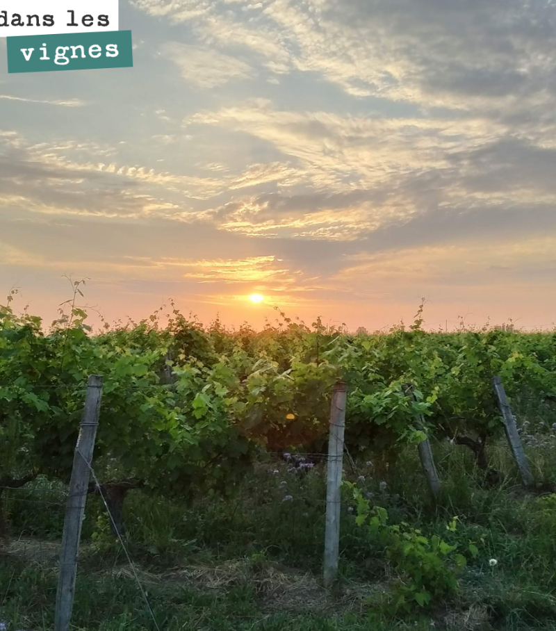 L’avenir appartient à ceux qui se lèvent tôt. Lever de soleil dans les vignes.
