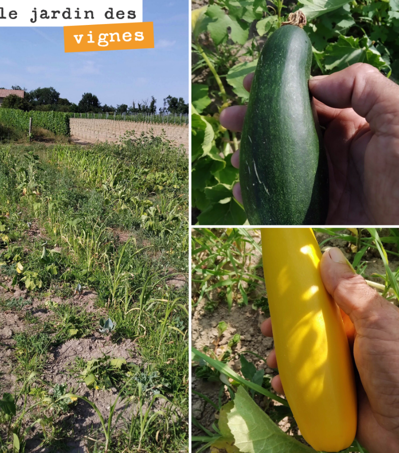 Les légumes souffrent terriblement de la sécheresse au Jardin des vignes. La vigne, mieux enracinée, tient encore le choc. Mais vivement la pluie quand même. Il n’a pas plu ici depuis plus d’un mois.