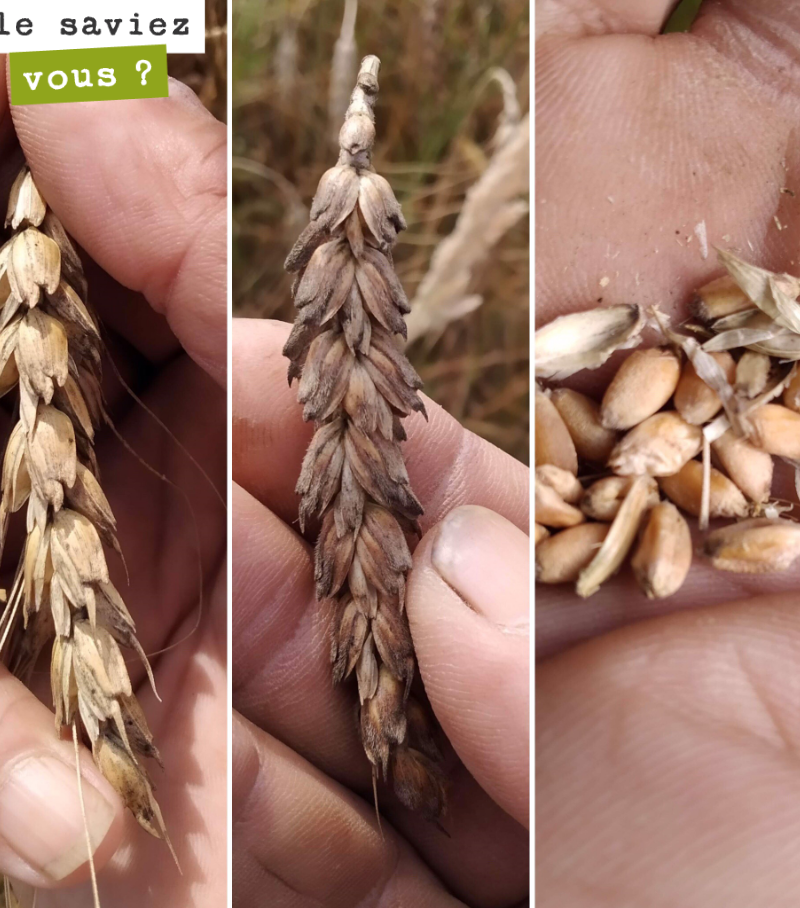 Qu’elles sont belles ces variétés de blés anciens ! On moissonne dans la semaine dès que l’entrepreneur peut venir ! On va faire d’excellents pains avec cela.