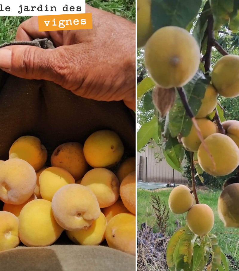 Récolte des dernières pêches à Cazebonne. Elles sont très goûteuses et vont finir en confiture !