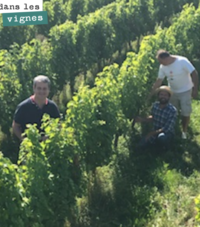 On a fait le tour des parcelles pour goûter l’avancement des raisins blancs. De fortes disparités de maturité entre parcelles sur un même cépage. Mais certaines sont très bien avancées. On commence...