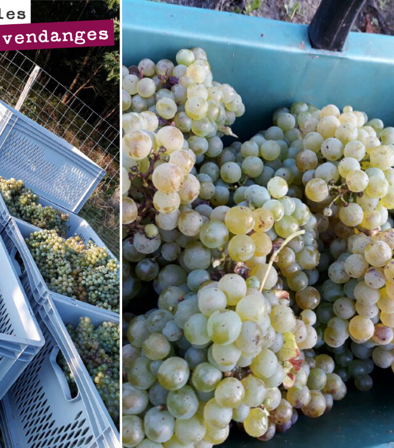 Bilan de cette première journée de vendange.
22 hectos de semillon rentréset pressés. Il est en cuve en train de refroidir pour effectuer un débourbage. On fera une analyse du jus demain.
La jou...