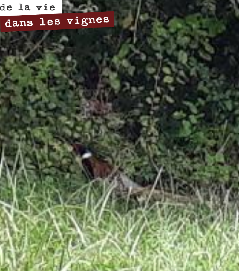 Un faisan aux abords d’une parcelle.