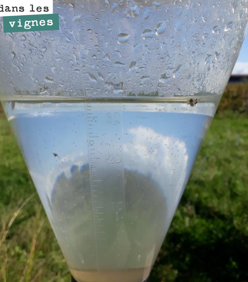 35 millimètres d’eau en 24 heures chez nous et de la grêle chez certains.
Pour ceux qui ont encore des liquoreux à rentrer, ce n’est pas une bonne nouvelle du tout.
Nous, on se réjouit d’avoir fi...