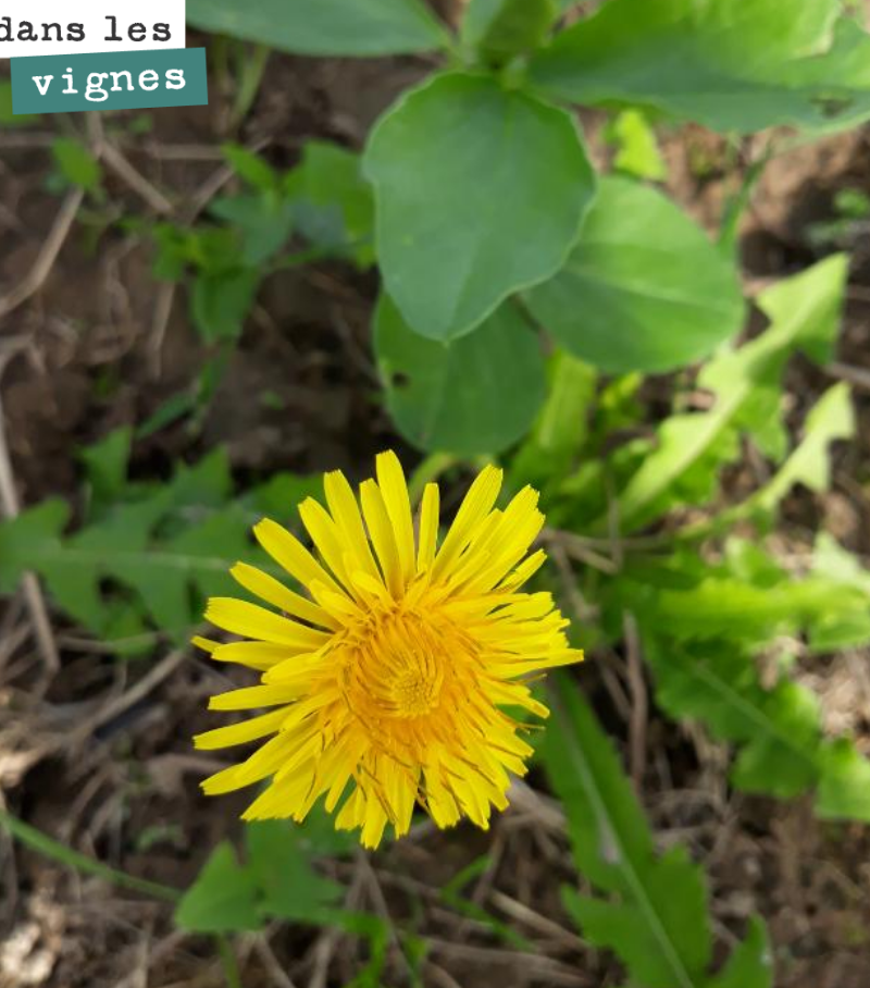 Le pissenlit cohabite avec les fèveroles et nous laisse sa plus belle fleur.