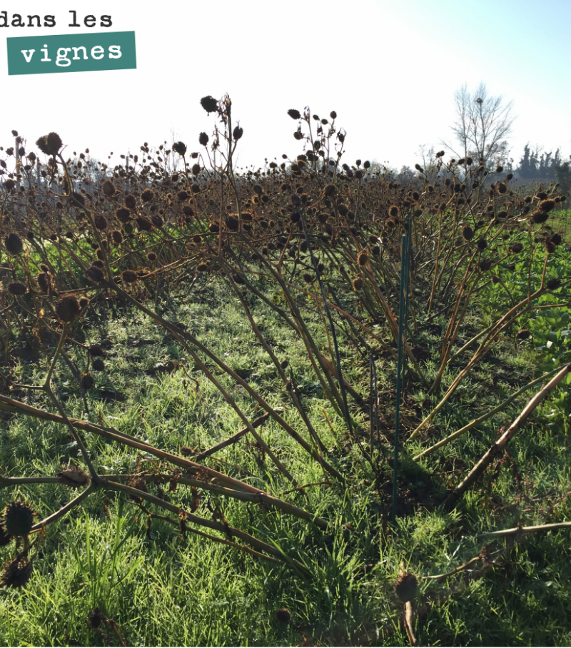 Triste spectacle que ce champ de datura au milieu de notre plantation de cépages oubliés (du bouchalès sur cet ilôt).
On n'a pas eu le temps d'intervenir sur cette parcelle, cet été, et les datura...