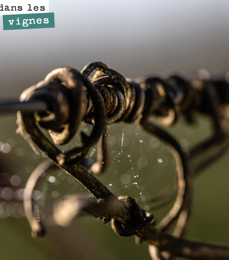 Photo de vrilles de la vigne par Antonin Bonnet.