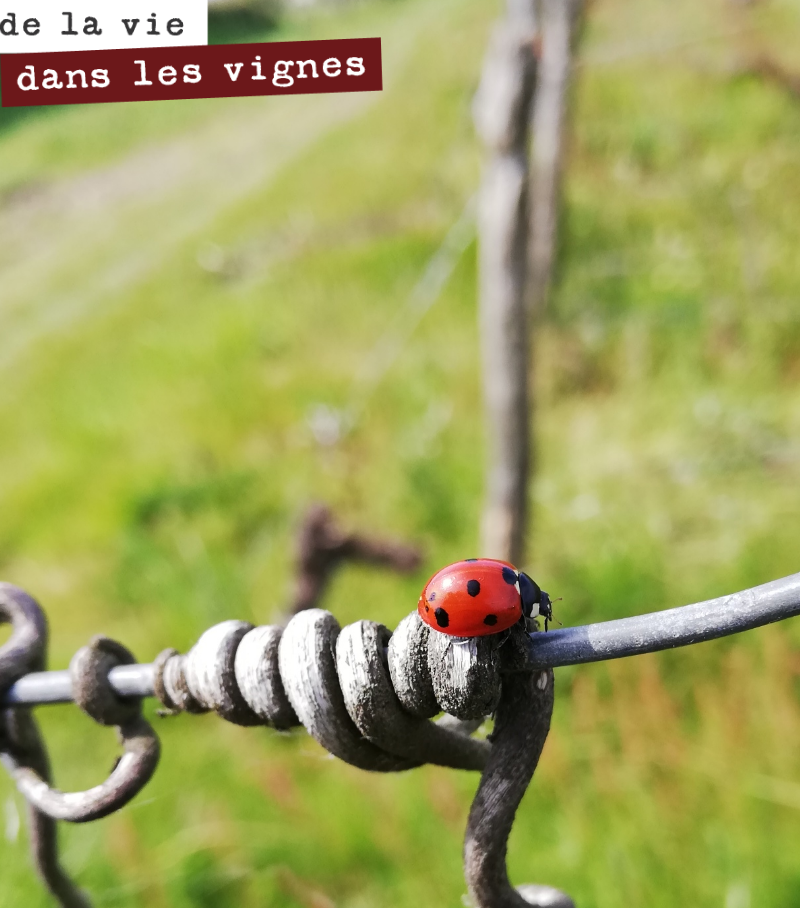 Une petite coccinelle qui se dore au soleil, c’est trop craquant !
