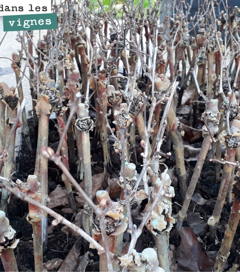 Les plants qui nous restent de merlot et cabernet franc en sélection massale, pour les coplantations du mois d’avril. Inlassablement remplacer les pieds morts si on veut conserver un vignoble en bo...
