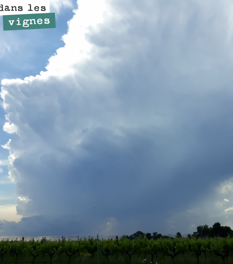 Encore un peu de calme avant la tempête.
Il est annoncé entre 50 et 100mm de pluie sur les deux prochains jours.
Chaleur, humidité. Tout ce qu’aiment les maladies cryptogamiques.
Cela va être co...