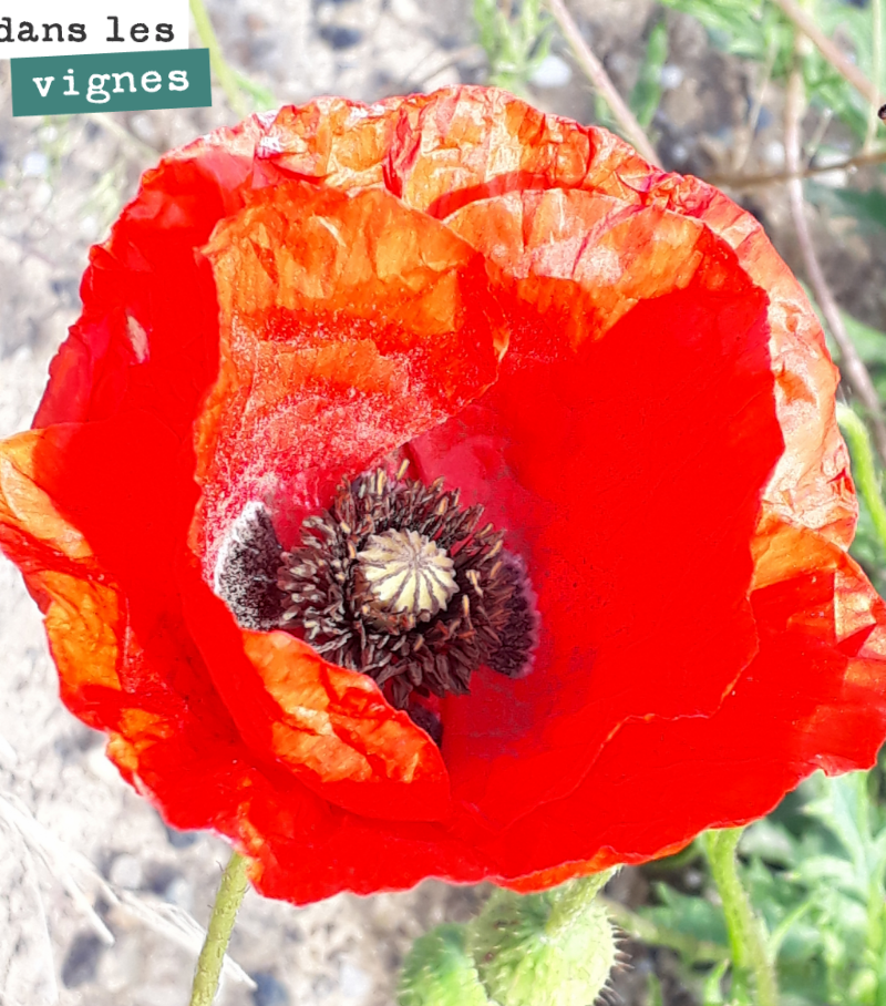 Ce coquelicot va lâcher au vent quelques milliers de petites graines.
Bonne journée !