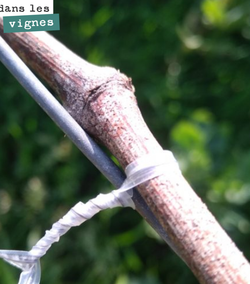 Après la taille, le pliage.
L’aste est attachée au fil de fer. Elle porte les 4, 5 ou 6 bourgeons qu’on lui a laissé, en fonction du cep, en fonction de sa vigueur.
Chaque bourgeon nous donnera u...