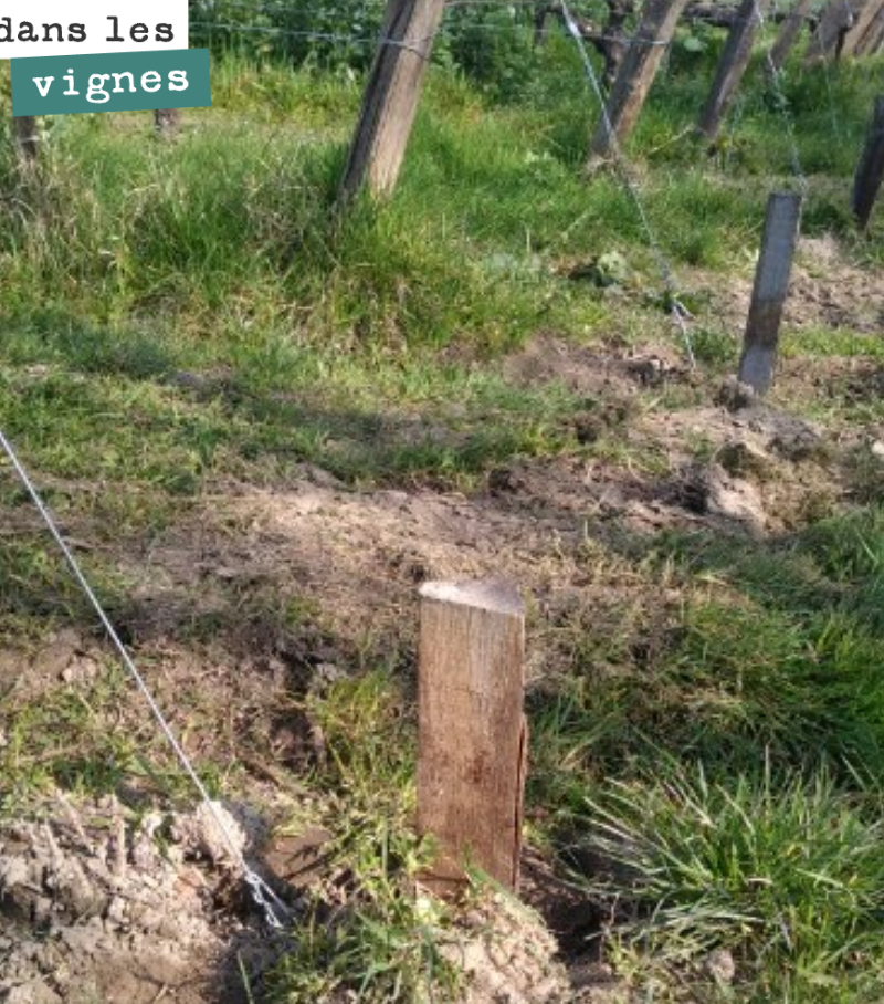 La semaine dernière, on a remis des marquants pour protéger le fil de fer du palissage. Cela permet de ne pas tout abîmer, quand on passe un outil de travail du sol.
Nous faisons un métier où le d...