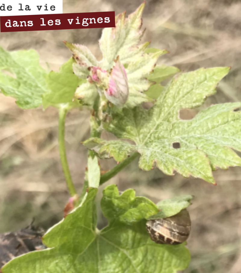 Bourgeon épargné par le gel, pour le plus grand bonheur de ce petit escargot.