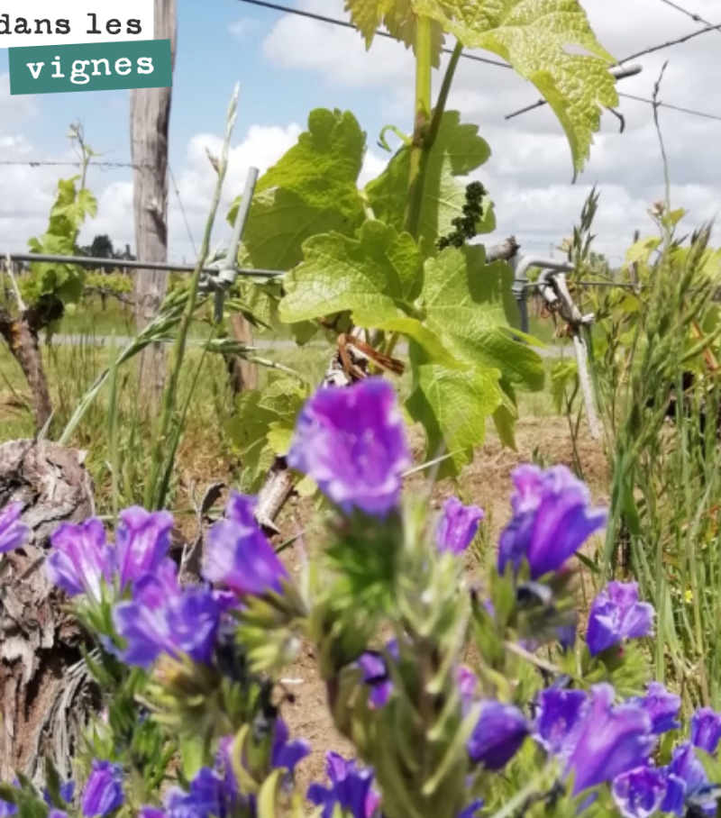Bouquet de vipérines dans nos vignes.
Biodiversité toujours !