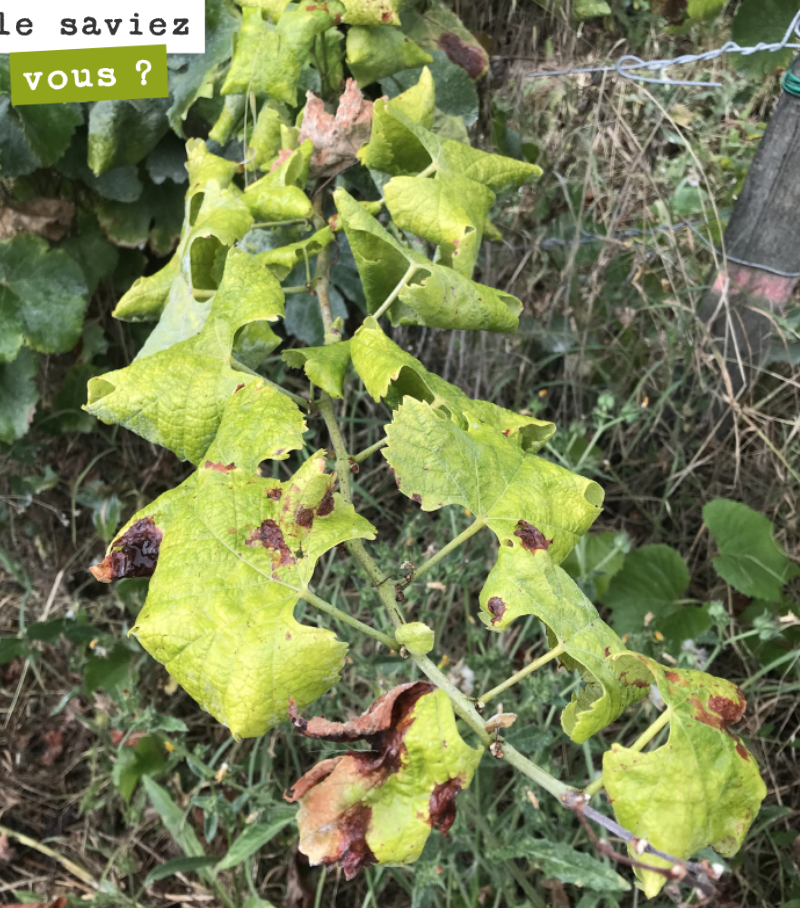Quand la mort guette ! Vous sauriez identifier cette maladie ?