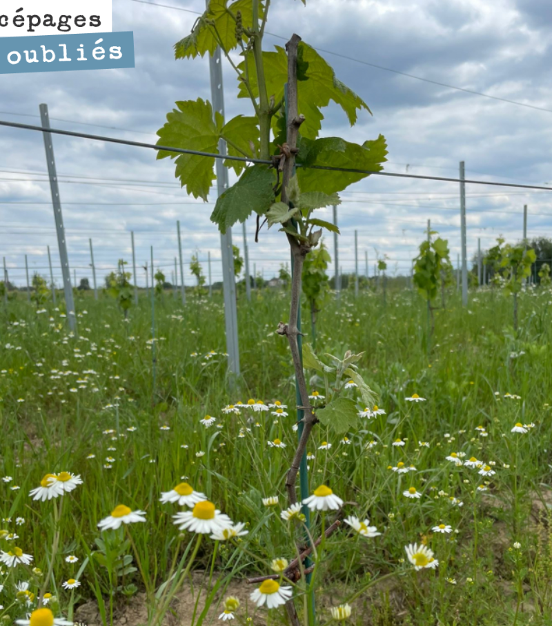Notre plantation de l’année dernière est en pleine forme.
La chaleur est annoncée pour les deux prochaines semaines (31 degrés mercredi). D’un côté, c’est sec donc on est tranquille côté mildiou, ...