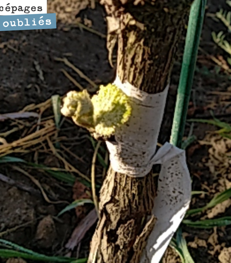Renaissance du Saint-Macaire sur nos vignes greffées, il y a deux semaines.
On croit beaucoup à l’avenir de ce cépage, vigoureux, productif, mais qui nous donne de si belles choses quand on réfrèn...