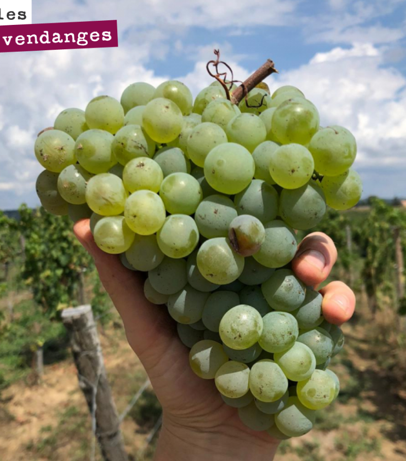 Semillon, mon amour.
Un très grand cépage !
