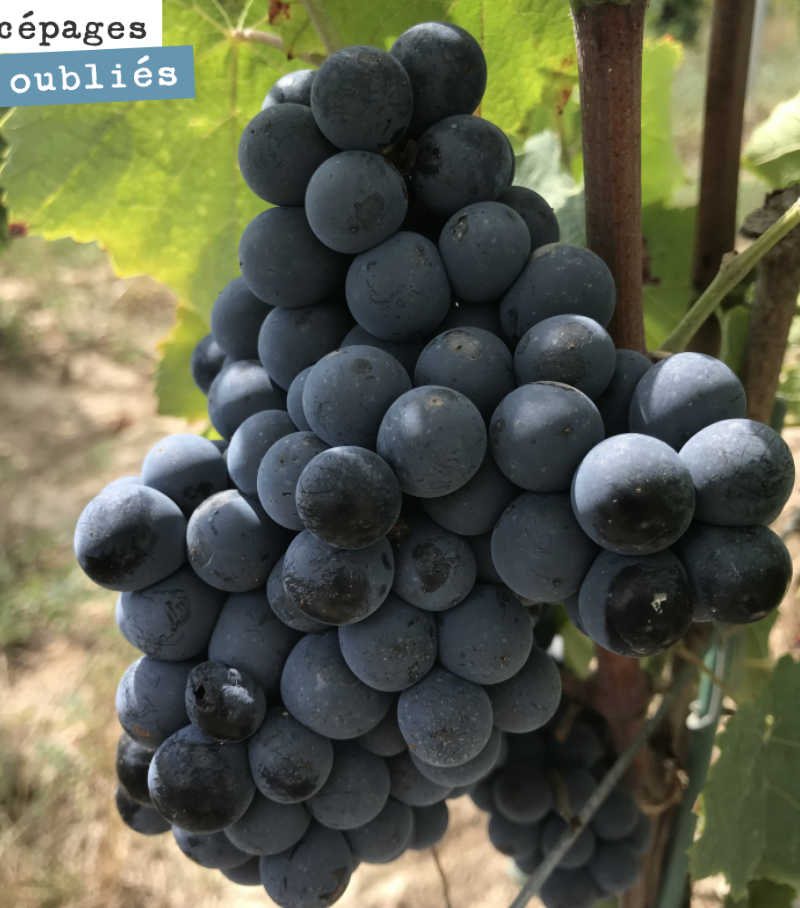 On est passé déguster hier, l’ensemble des cépages oubliés que l’on a planté sur le domaine : blanc auba, blanc verdet, sauvignonasse, prueras en blanc.
Et en rouge, gros cabernet, gros verdot, Ca...