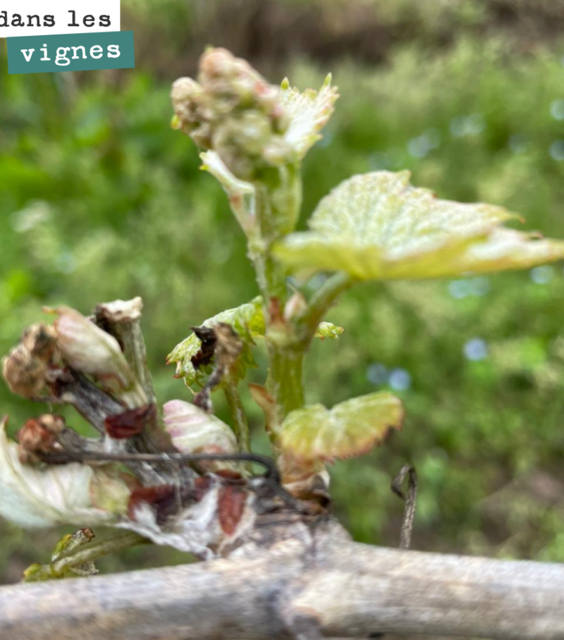 Nous avons un peu gelé le 5 avril, sur des jeunes vignes, sur les parcelles plus gélives.
Mais comme toujours la vie reprend, la sortie est belle malgré tout avec des grappes en perspective.