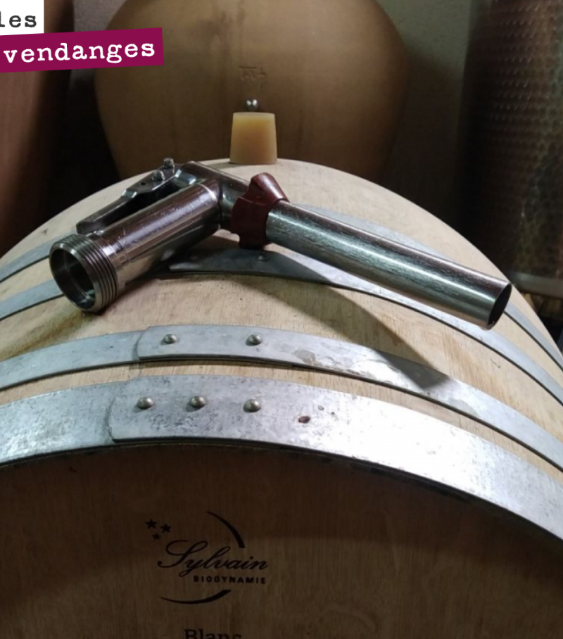 Les blancs fermentent tranquillement en barrique et amphore, lot par lot, terroir par terroir.
On a à cœur à Cazebonne de repousser au plus tard les assemblages, de conserver un maximum de singular...