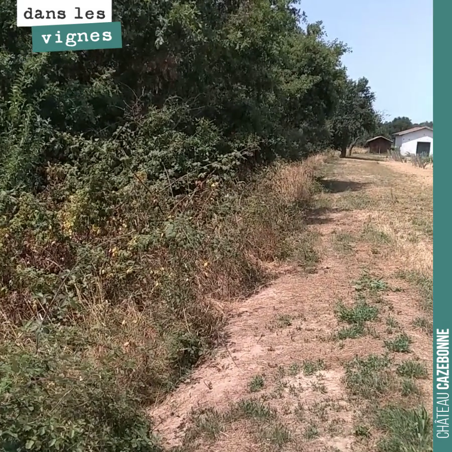 La cigale dans les vignes