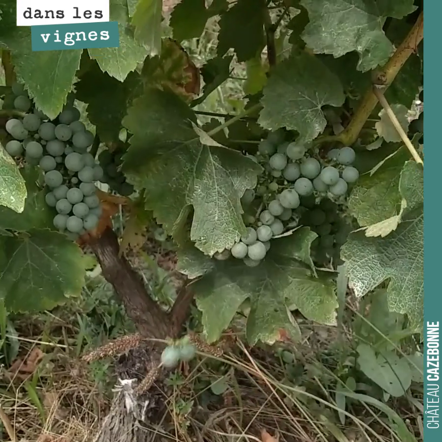 L'effeuillage de la vigne