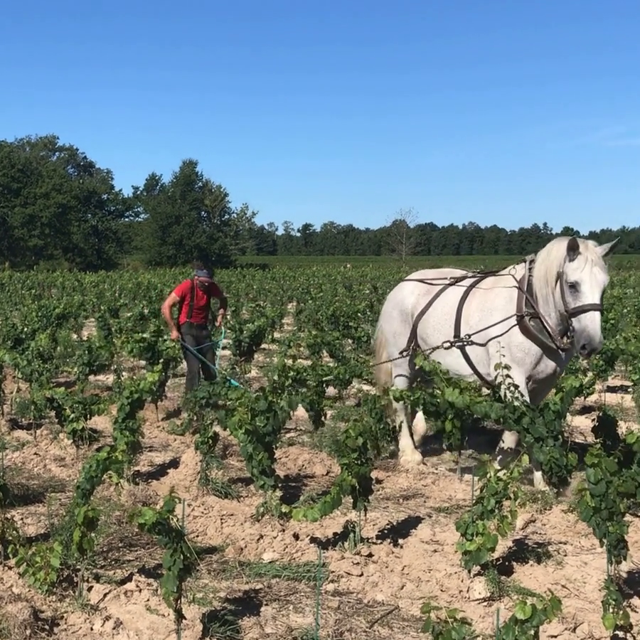 Le cheval dans les vignes