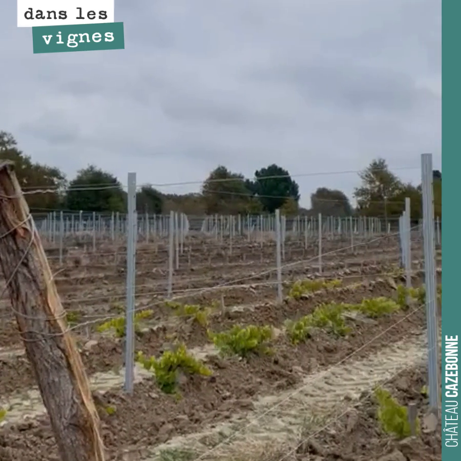 Le palissage de la vigne