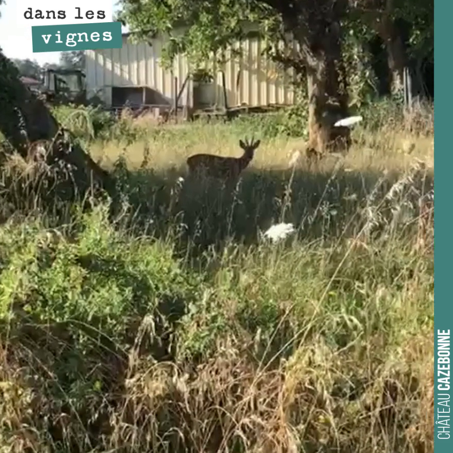 La faune dans les vignes