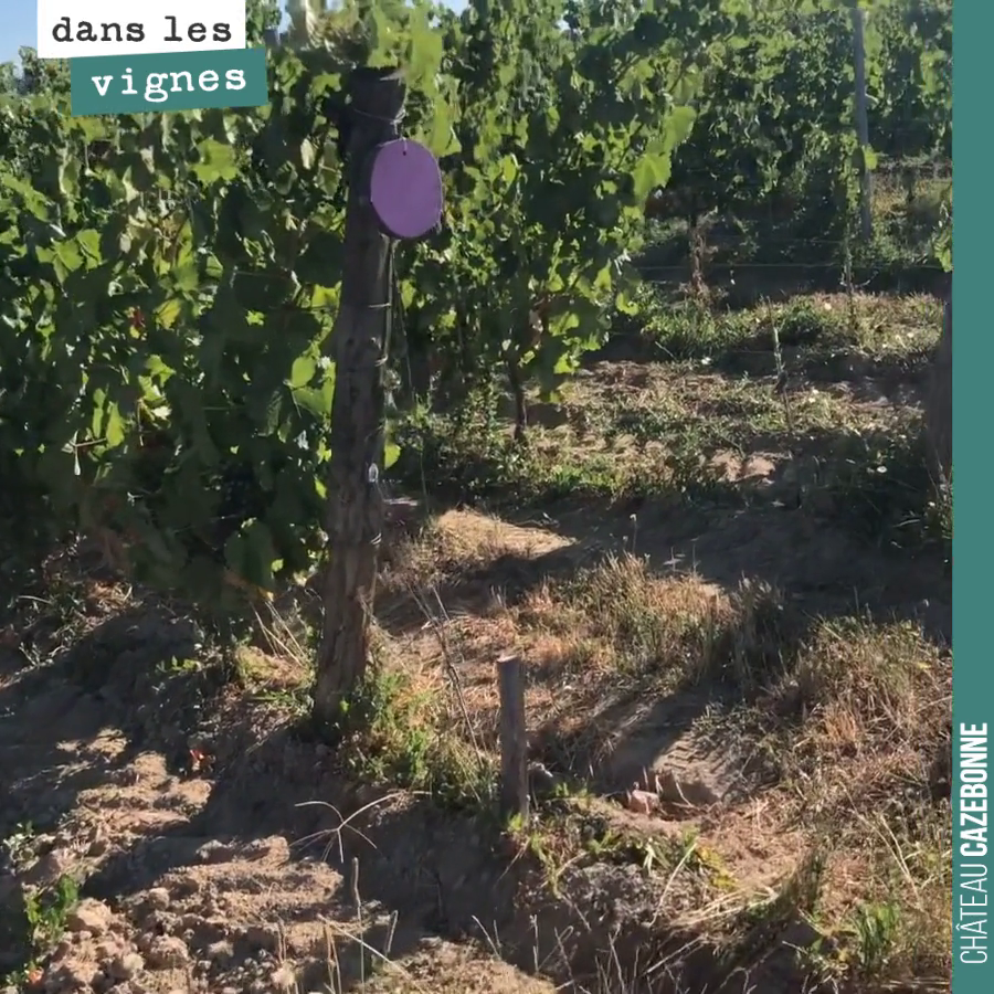 Insolite dans les vignes