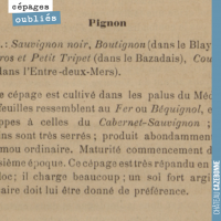 Le cépage Pignon