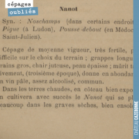 Le cépage Nanot