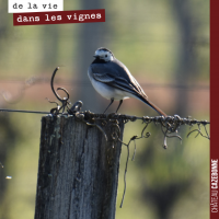 Les oiseaux dans les vignes