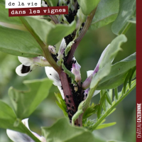 Le rôle de l'azote