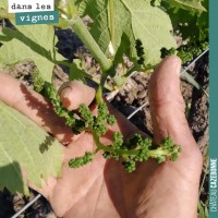 Inflorescence de la vigne