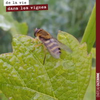 Les abeilles