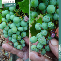 La canicule dans les vignes