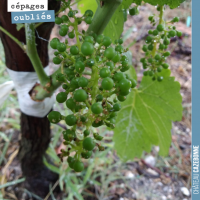 Le surgreffage de la vigne